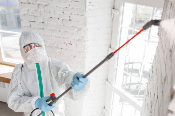 Professional Mold Remediation in Nora Springs, IA